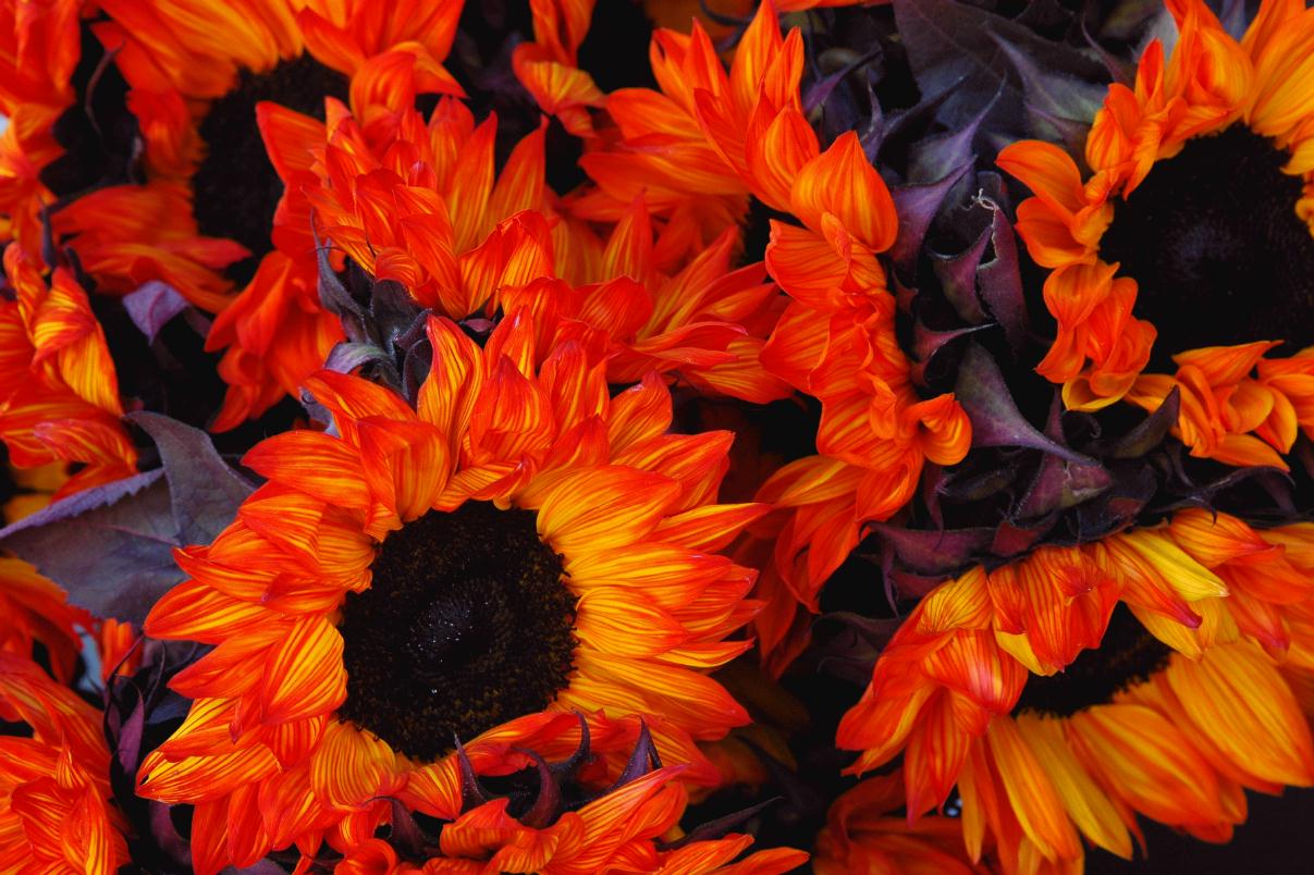 ./Orange_Color_20071130_121954_Flower_Sun_In_Store_Stanyan_SF_7252B.jpg