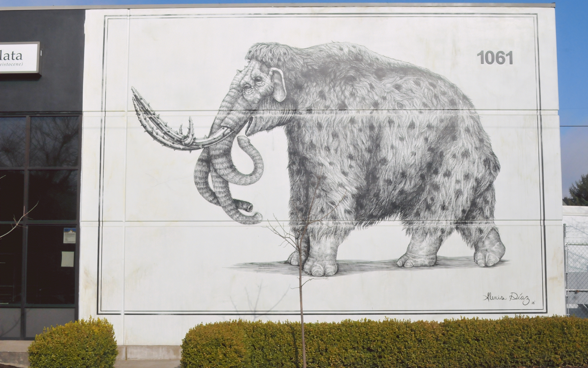 ./Mammuthus_Quadriocellata_Mural_2018_Artist_Alexis_Diaz_20190129_122151_C19_0052.jpg