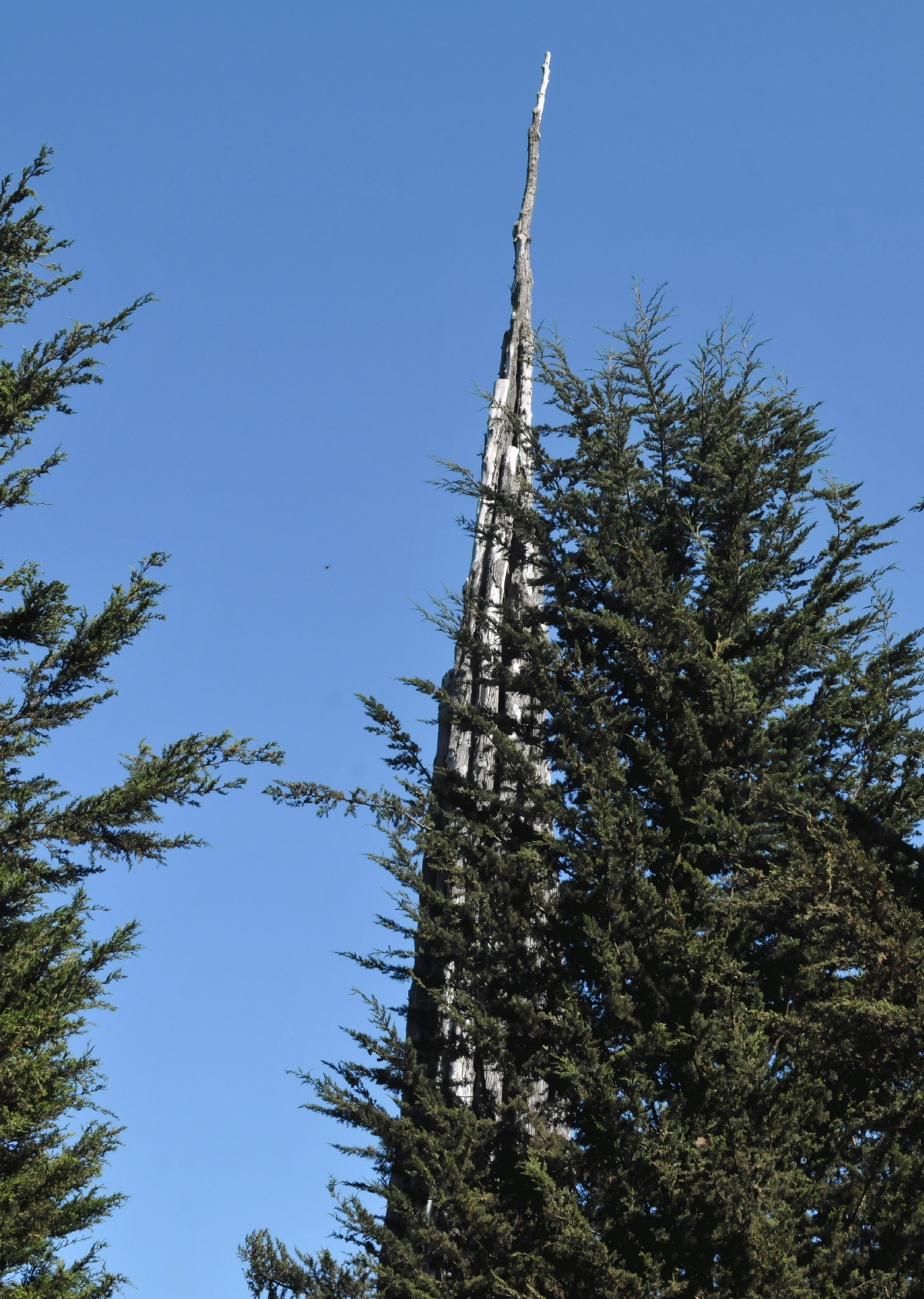 ./Spire_by_Andy_Goldsworthy_in_Presidio_San_Francisco_20191012_112659_C19_4072.jpg