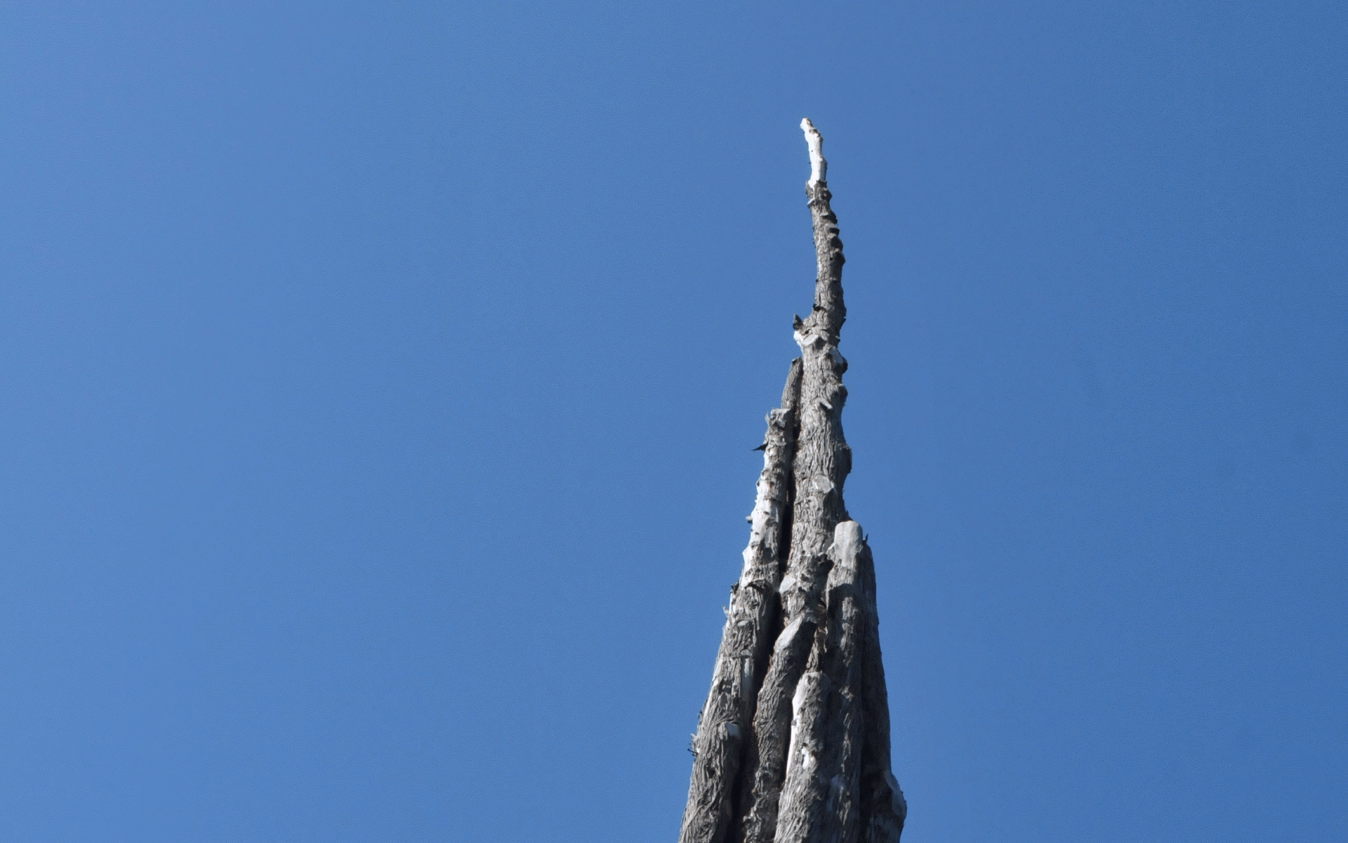 ./Spire_by_Andy_Goldsworthy_in_Presidio_San_Francisco_20191012_112930_C19_4082.jpg