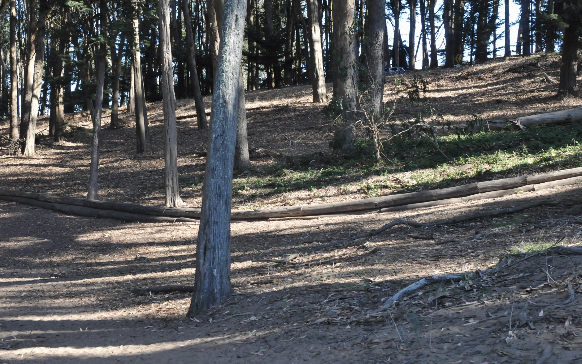 ./Wood_Line_by_Andy_Goldsworthy_20191012_104807_C19_4040.jpg