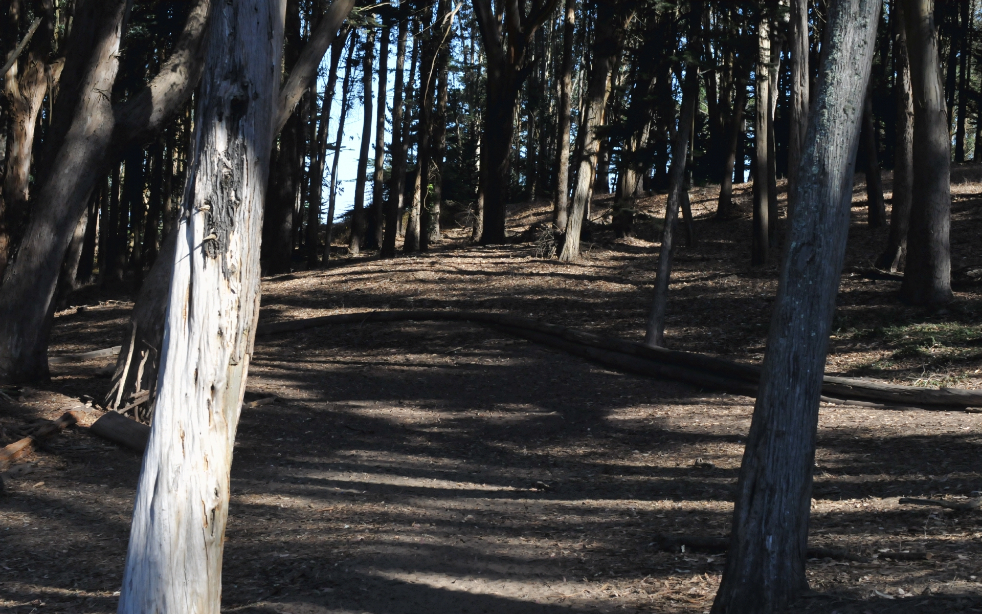 ./Wood_Line_by_Andy_Goldsworthy_20191012_104813_C19_4041.jpg