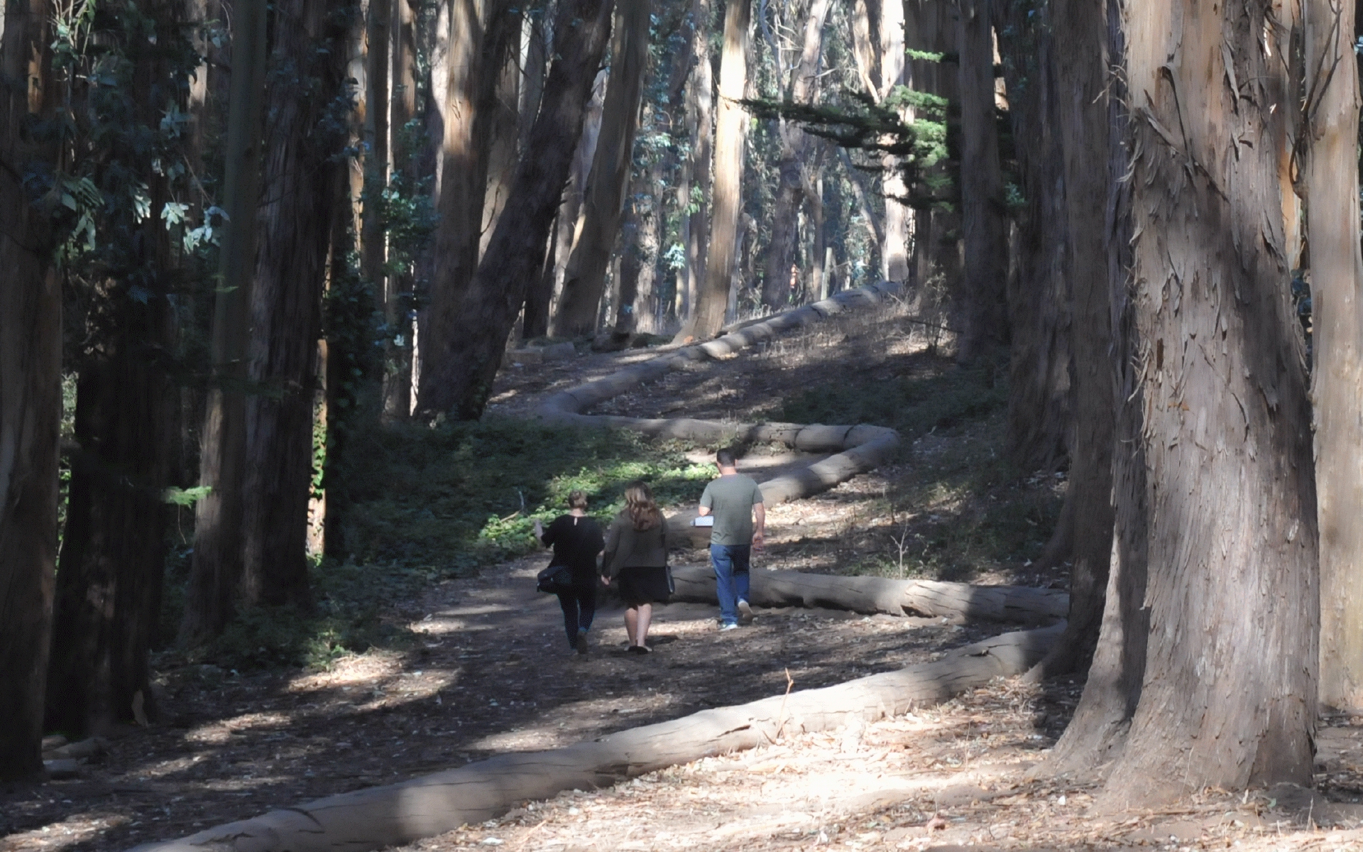 ./Wood_Line_by_Andy_Goldsworthy_20191012_105058_C19_4047.jpg