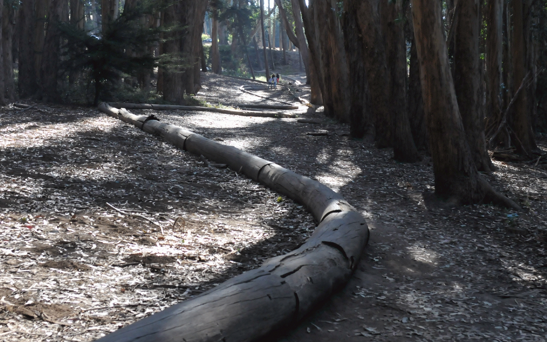 ./Wood_Line_by_Andy_Goldsworthy_20191012_105150_C19_4049.jpg