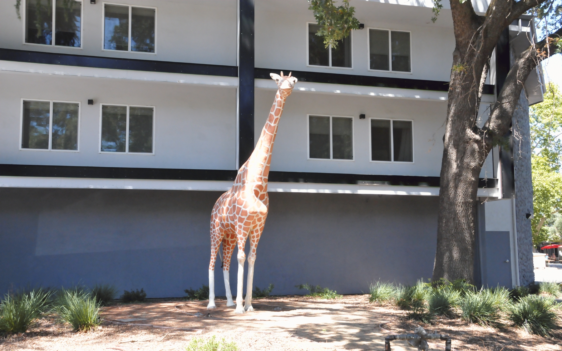 ./Giraffe_bt_Jean_Van_Keuren_20220808_140613_C22_1521.jpg