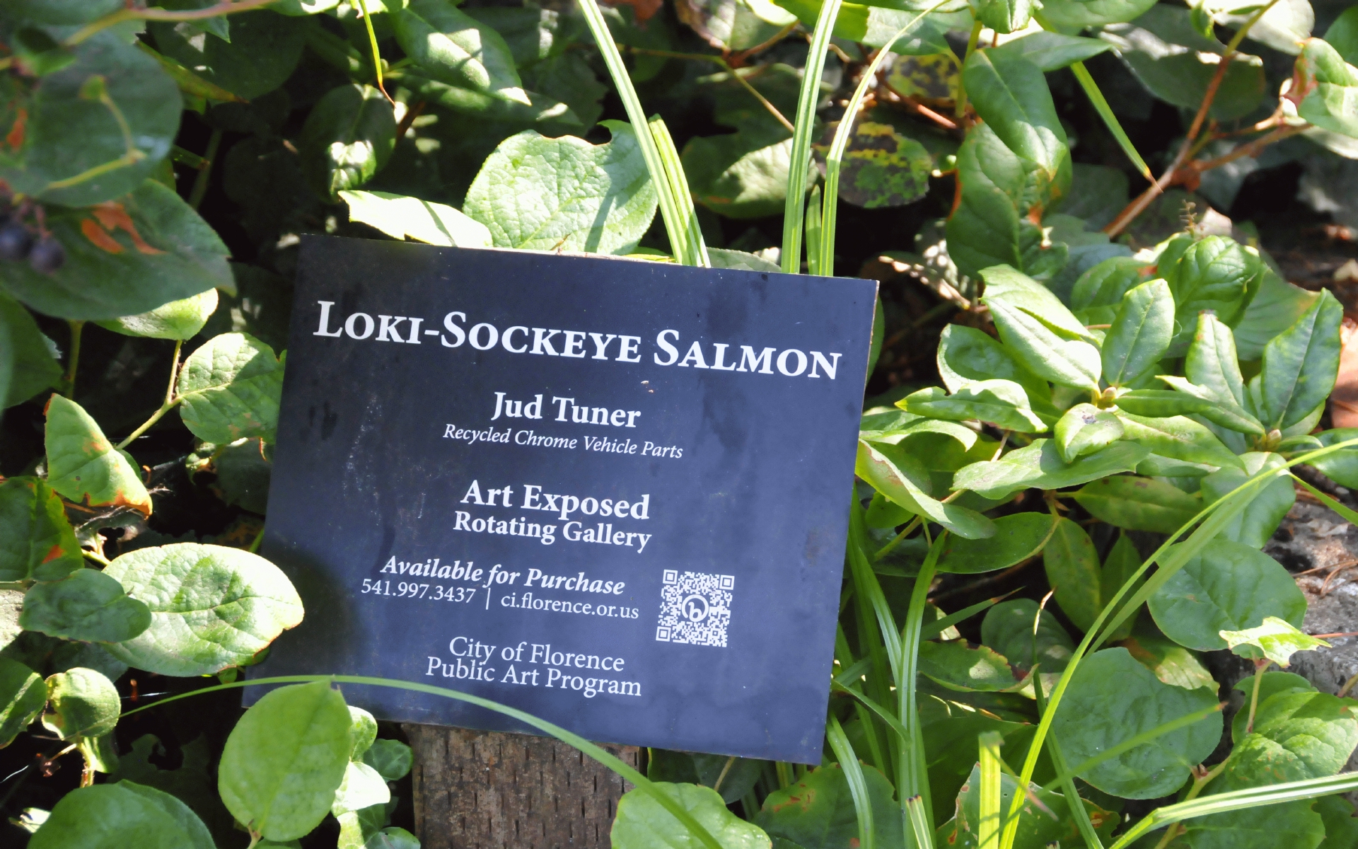 ./Loki_Sockeye_Salmon_Florence_Oregon_20230816_150648_C23_1251.jpg