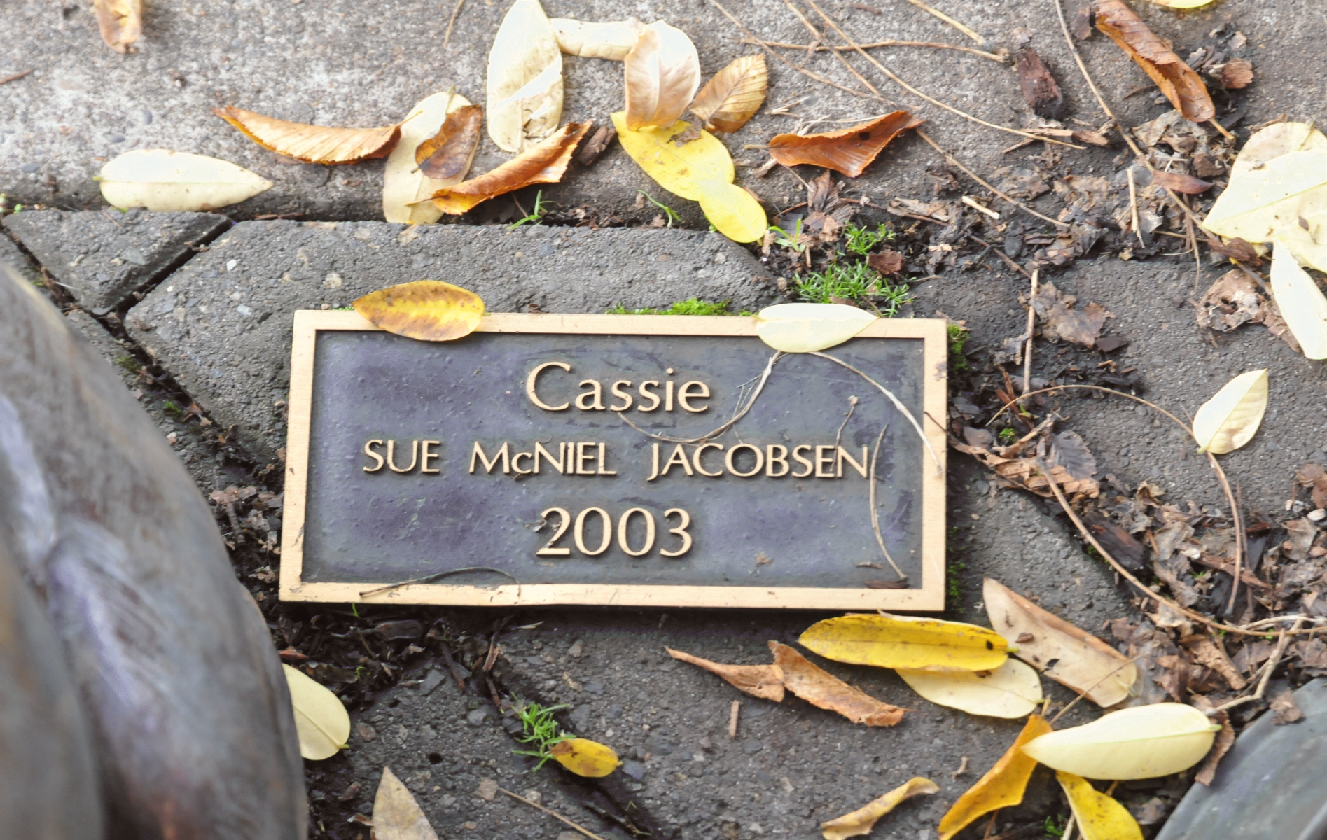 ./Cassie_by_Sue_McNiel_Jacobsen_Corvalis_Oregon_20151109_00_120956_C15_5395.jpg