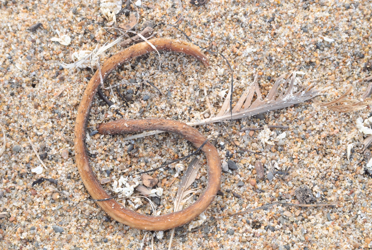 ./Letter_G_20101019_111630_Guadalupe_Dunes_BCY_1656.jpg