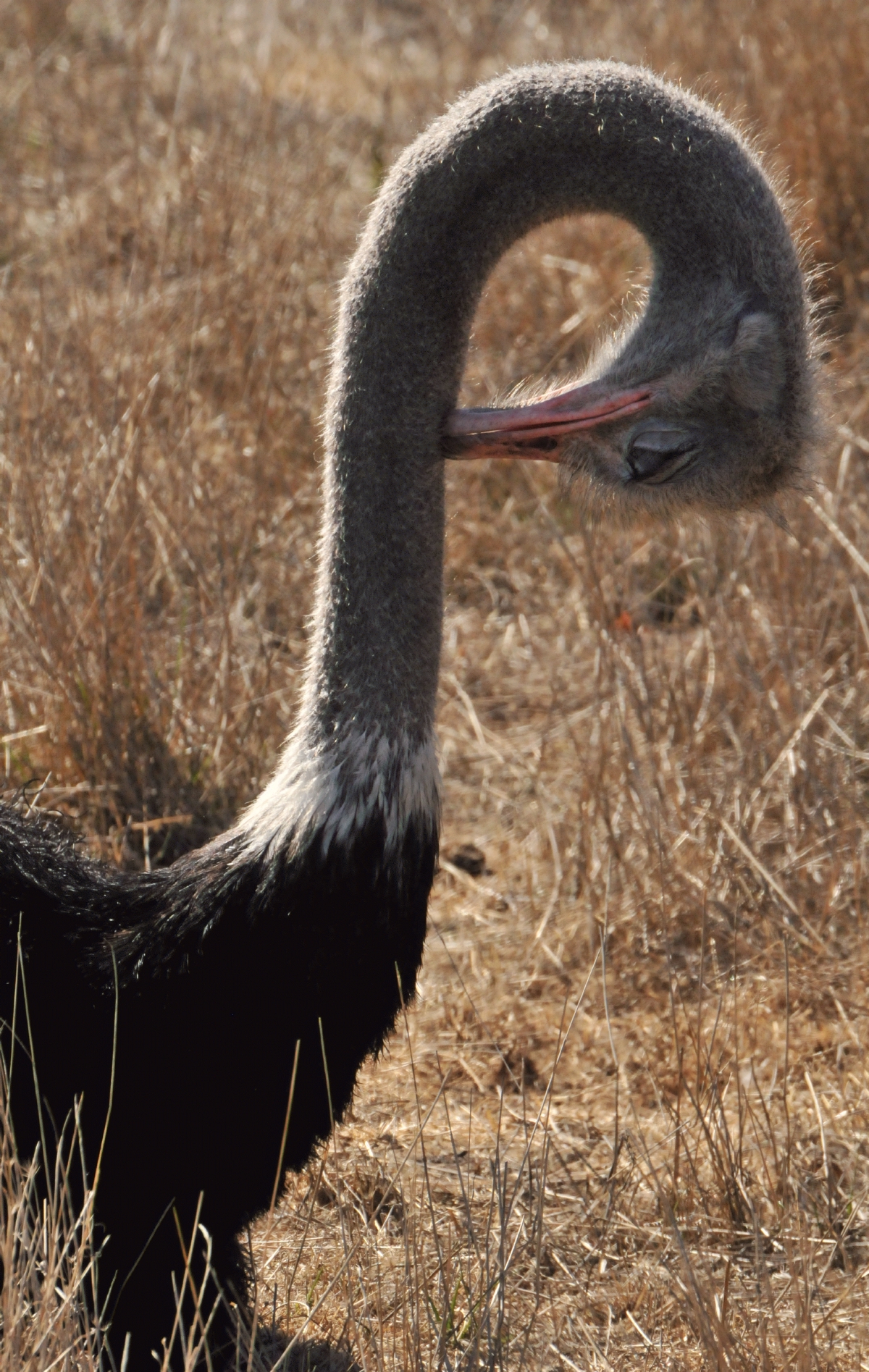 ./Letter_P_20150924_122457_Wildlife_Safari_Oregon_T15_1669.jpg