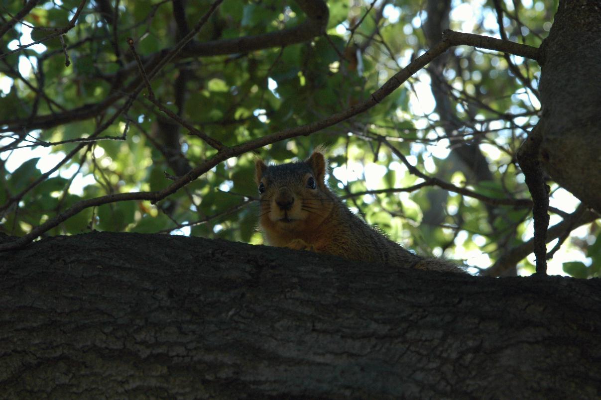 ./Cuteoff20080216_142222_SquirrelLakeMerrittOak_0175B.jpg