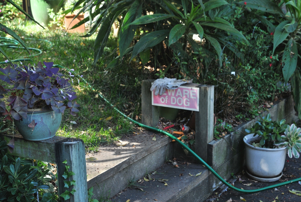 ./Beware_Of_Dog_Sign_20111009_141502_Telegraph_Hill_B11_8018.jpg