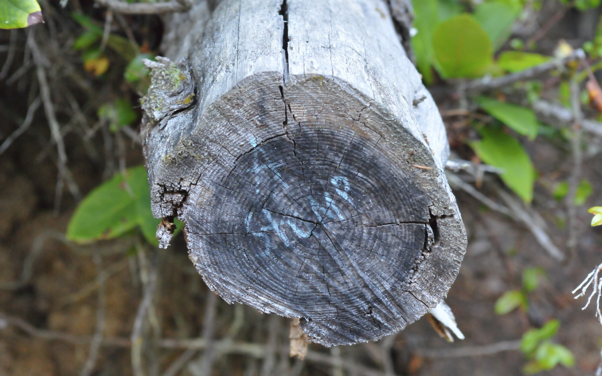 ./Stump_Sign_20190719_095601_Lake_Marie_Oregon_State_Park_C19_3760.jpg