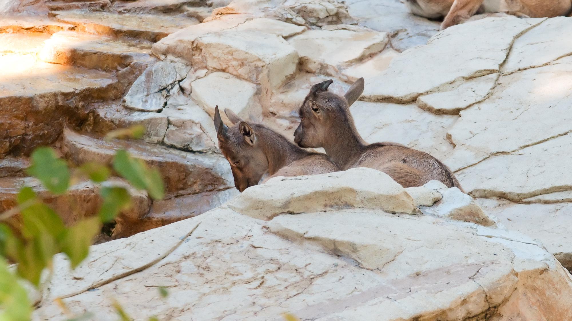 ./20110124_Young_Bukharan_Markhor_Los_Angeles_Zoo.jpg