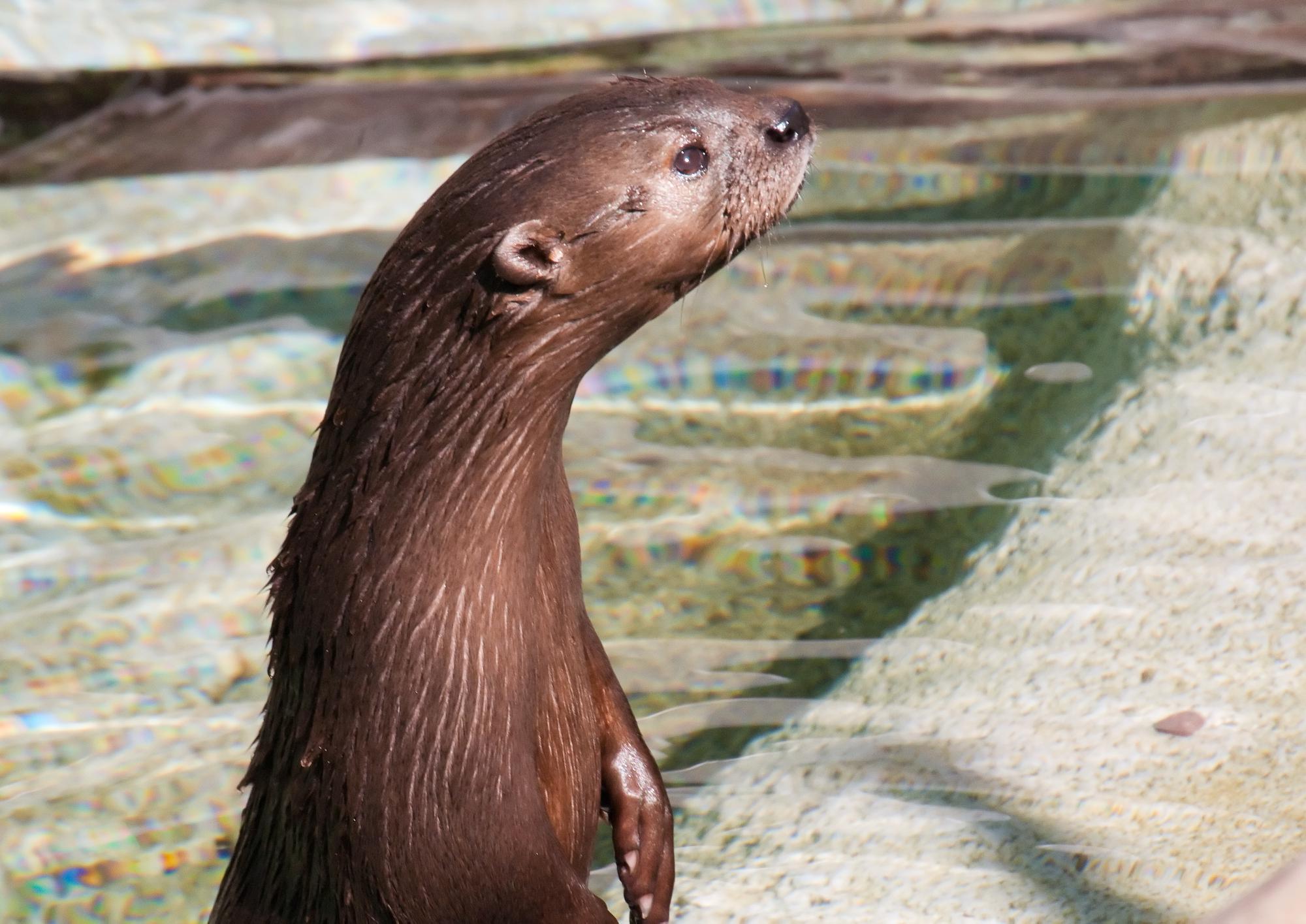 ./20110223_Spotted_Necked_Otter_San_Diego_Zoo.jpg