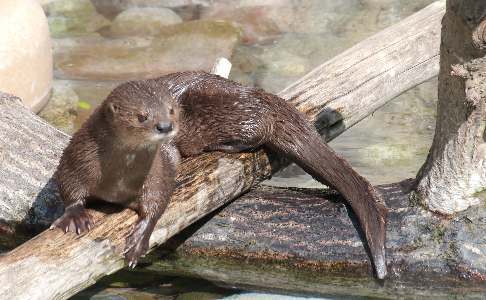 ./20110224_Spotted_Necked_Otter_San_Diego_Zoo.jpg