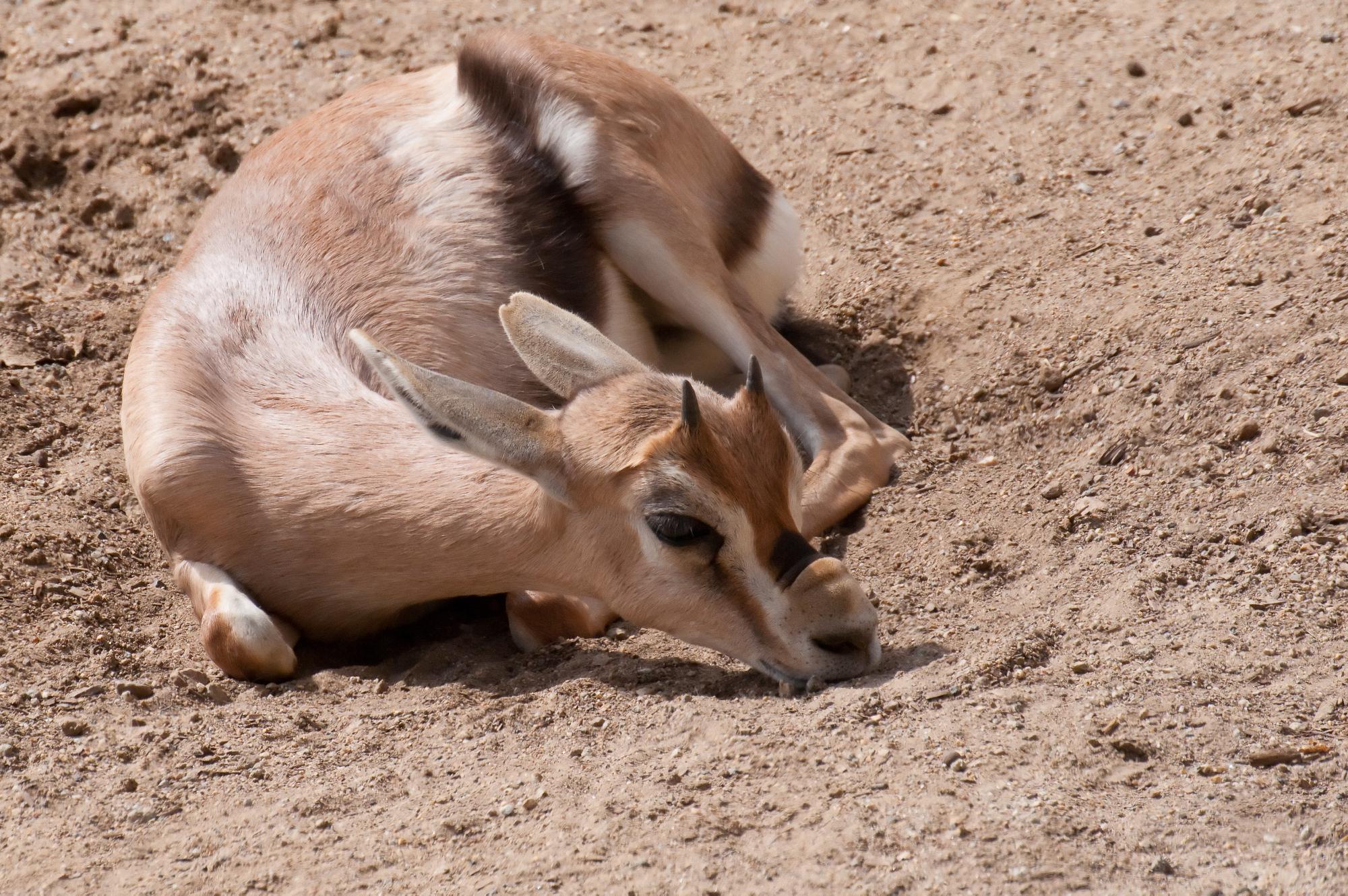 ./20110401_Speces_Gazelle_Youngster_San_Diego_Zoo.jpg