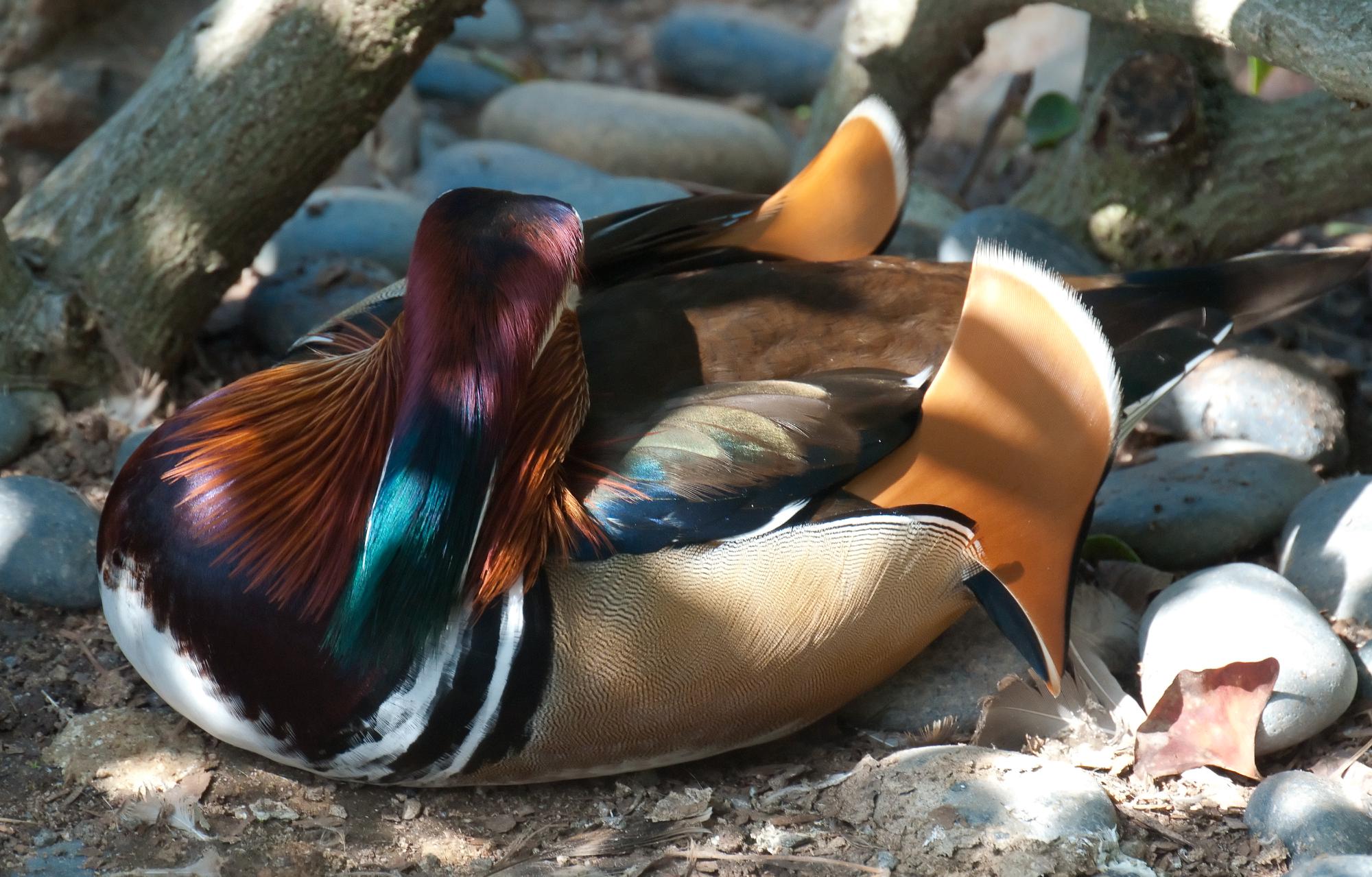 ./20110404_Mandarin_Duck_San_Diego_Zoo.jpg