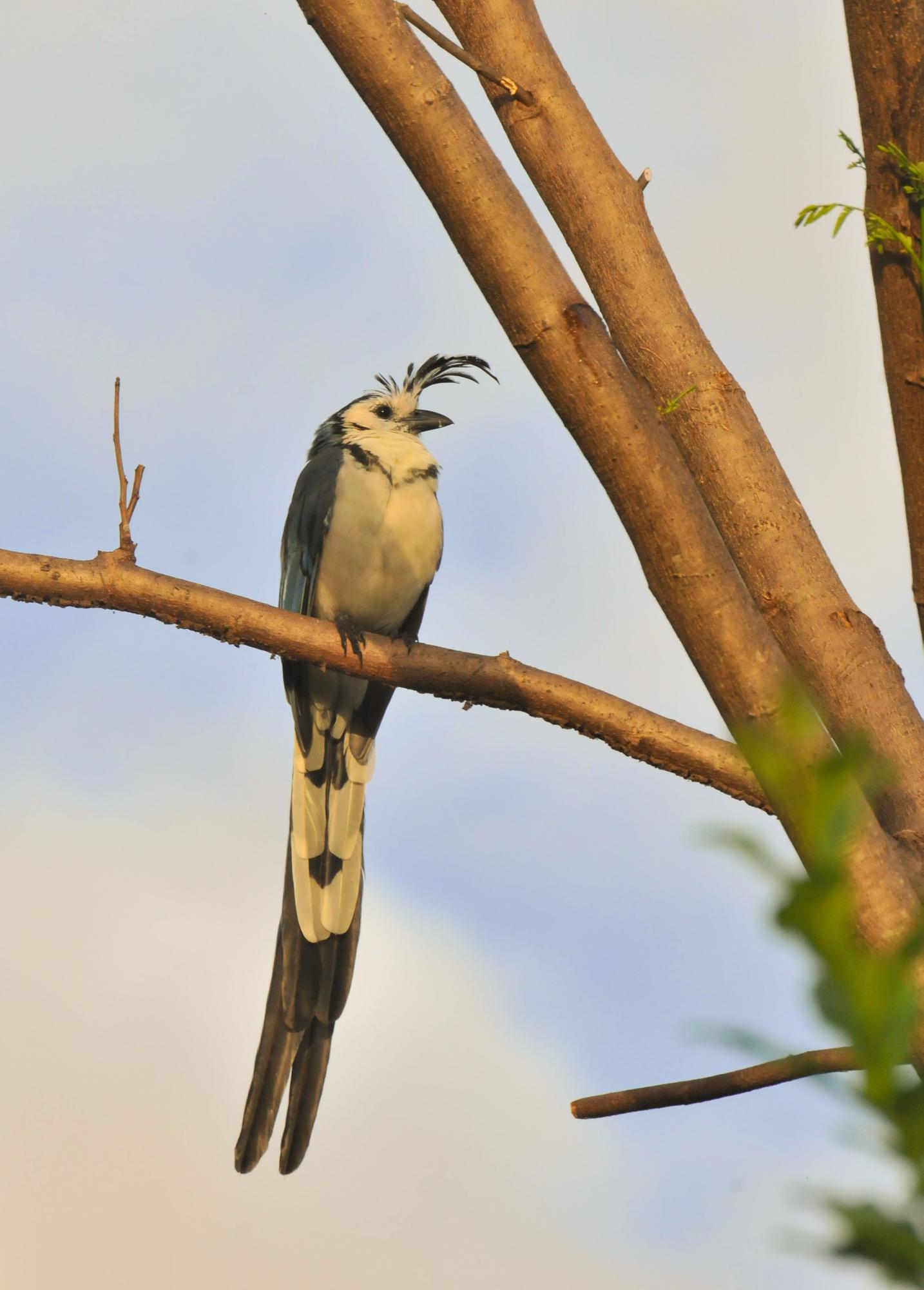 ./20111126_White_Throated_Magpie_Jay_Ometepe_Island_Nicaragua.jpg