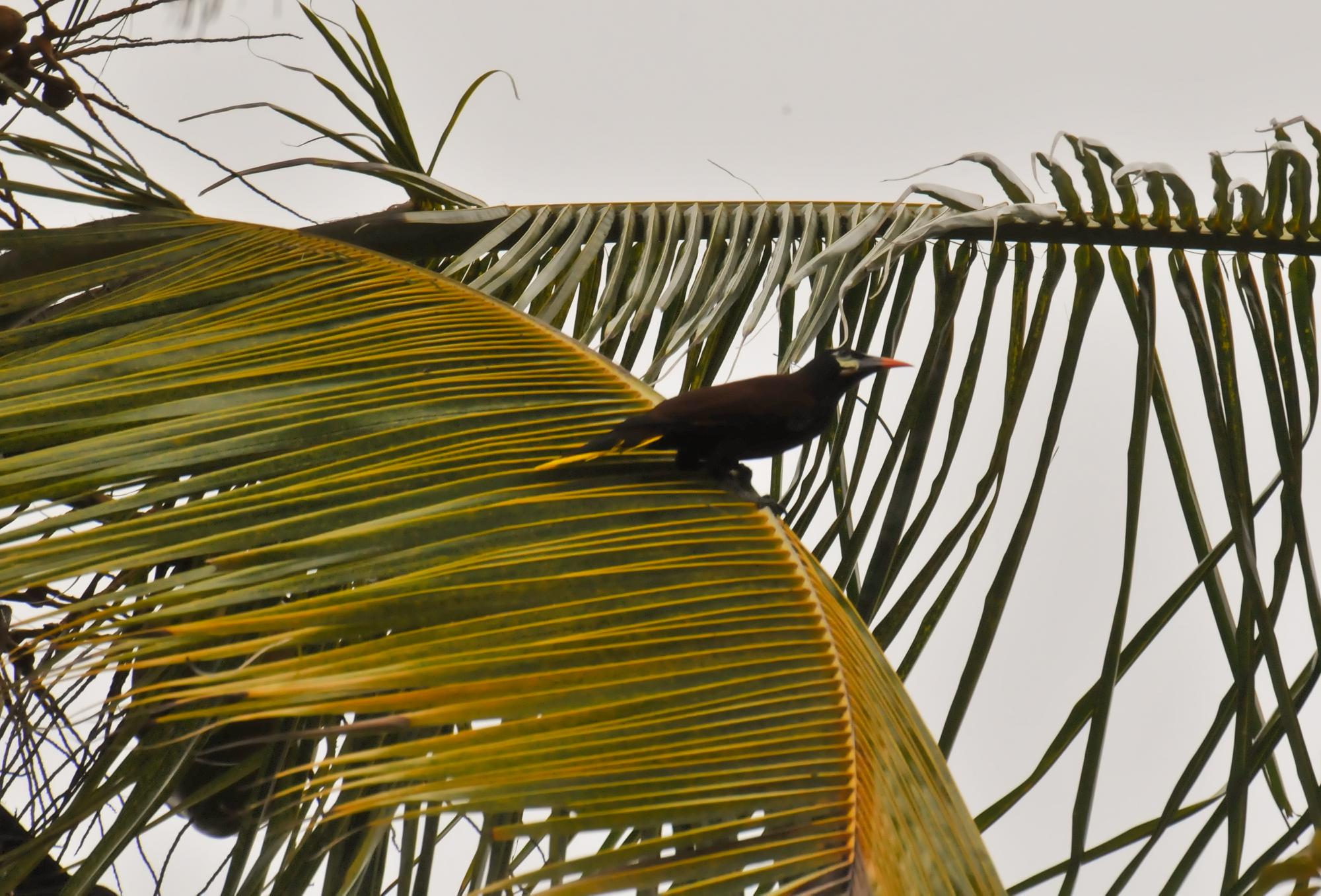 ./20111220_Montezuma_Oropendola_Isletas_Lake_Nicaragua.jpg