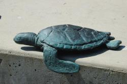 Turtle2006_01.jpg