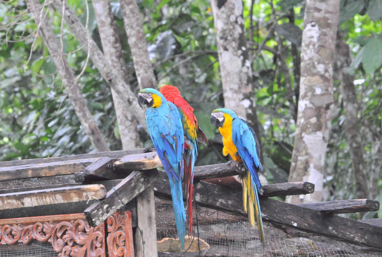 ./Macaw_20090409_120004_Jungle_Camp_Amazon_Peru_TNT_6130.jpg