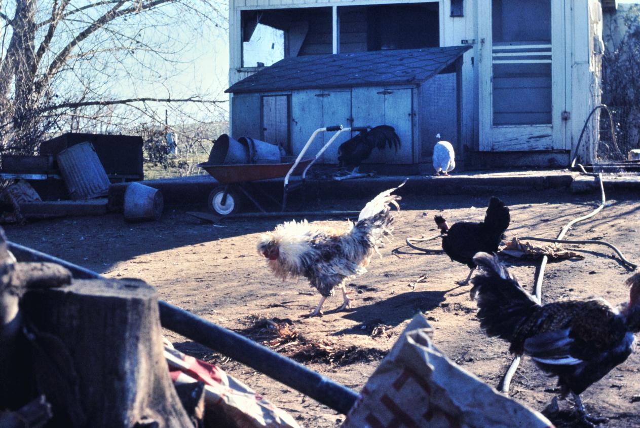 ./Chicken1973_200903_0419BCXST.jpg