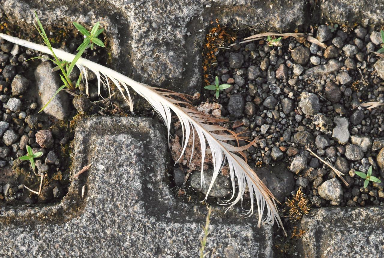 ./Feather20080912_LaFortunaCostaRica_133422_4185BCX.jpg