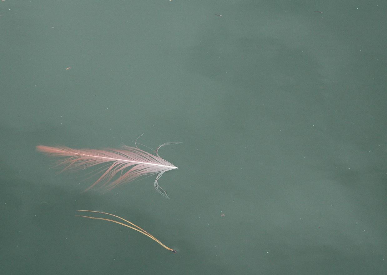 ./Feather20080308_ZooKarlsruhaGermany_155220_0636B.jpg