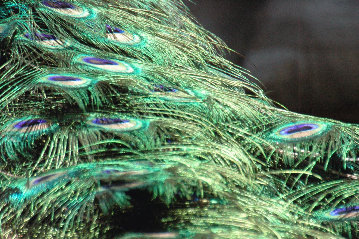 ./Feather20080607_PeacockSFZoo_105930_2719T.jpg