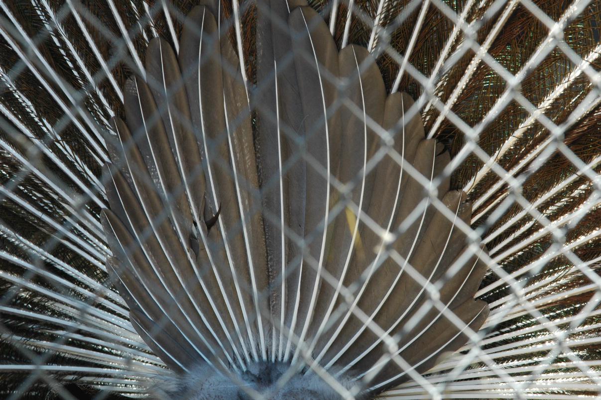 ./Feather20080607_PeacockSFZoo_125106_3637B.jpg