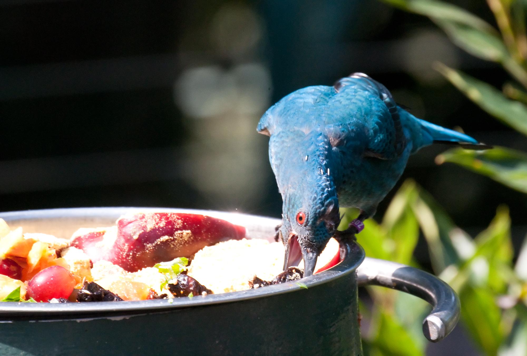 ./20110528_Unidentified_Blue_Bird_San_Diego_Zoo.jpg