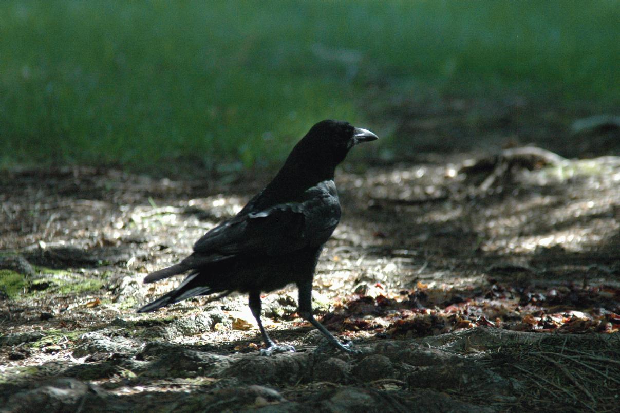 ./Crow_20060000_02.jpg