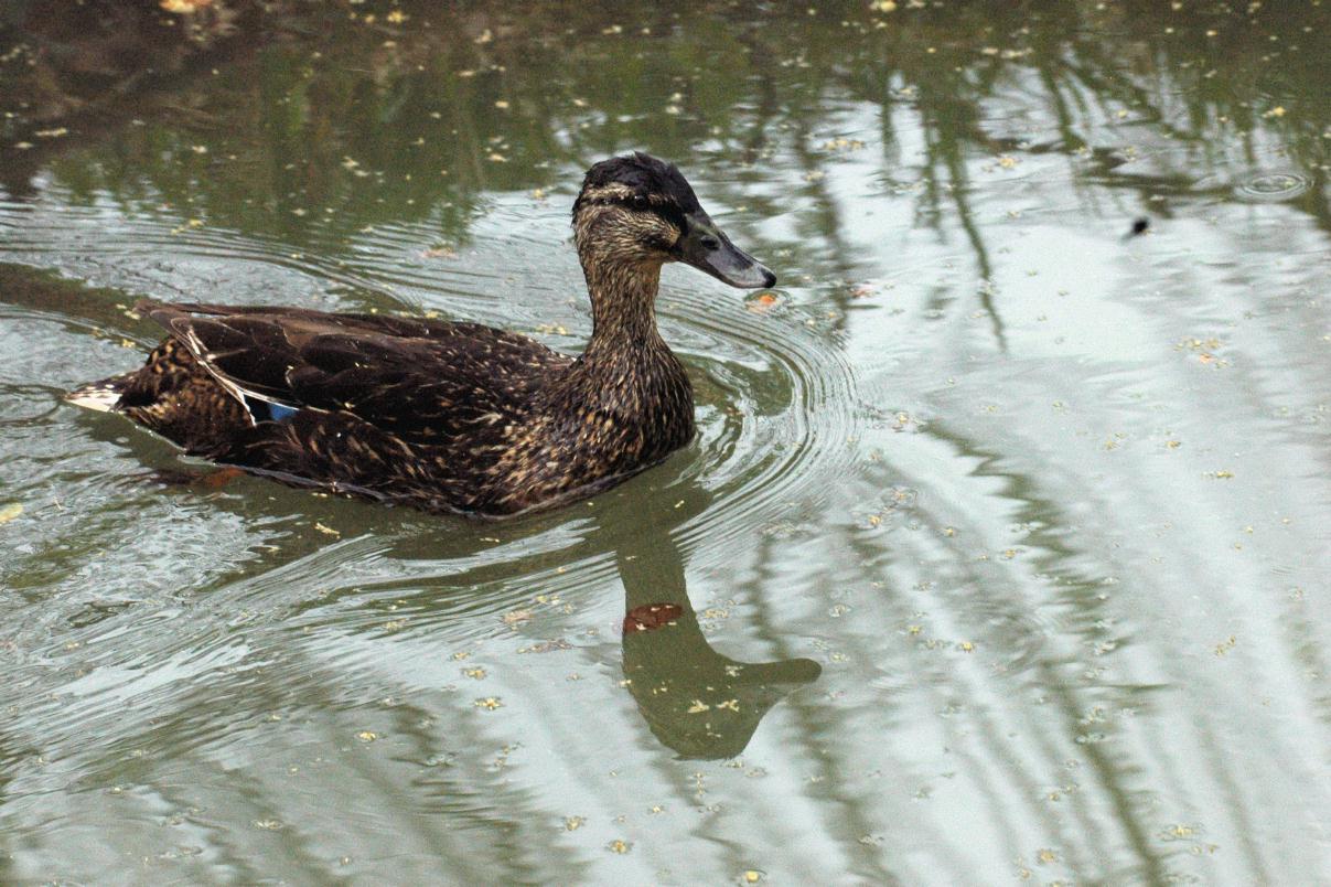 ./Mallard_Duck_2007000_02.jpg