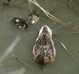 Mallard_Duck_20080706_2977David.jpg