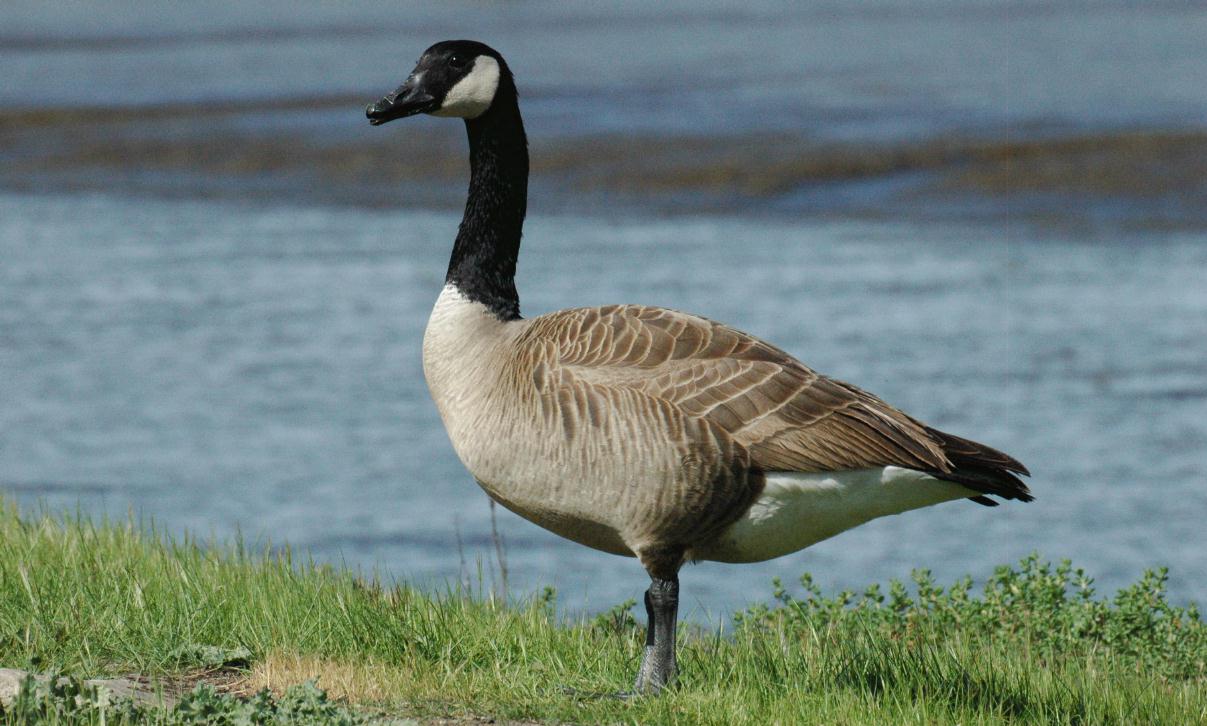 ./CanadaGoose2007_02.jpg