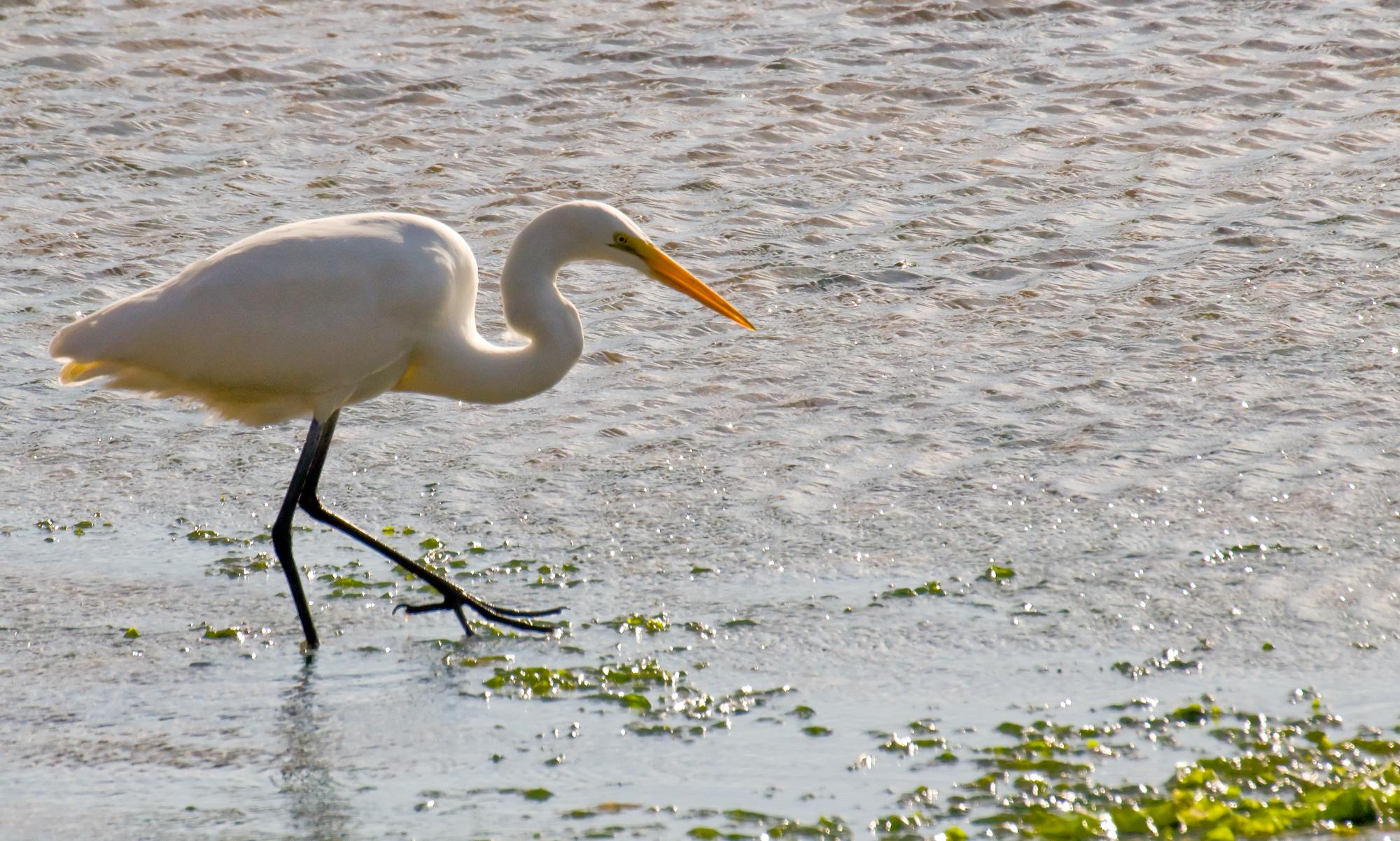 ./20100121_Great_Egret_Bodega_Bay.jpg