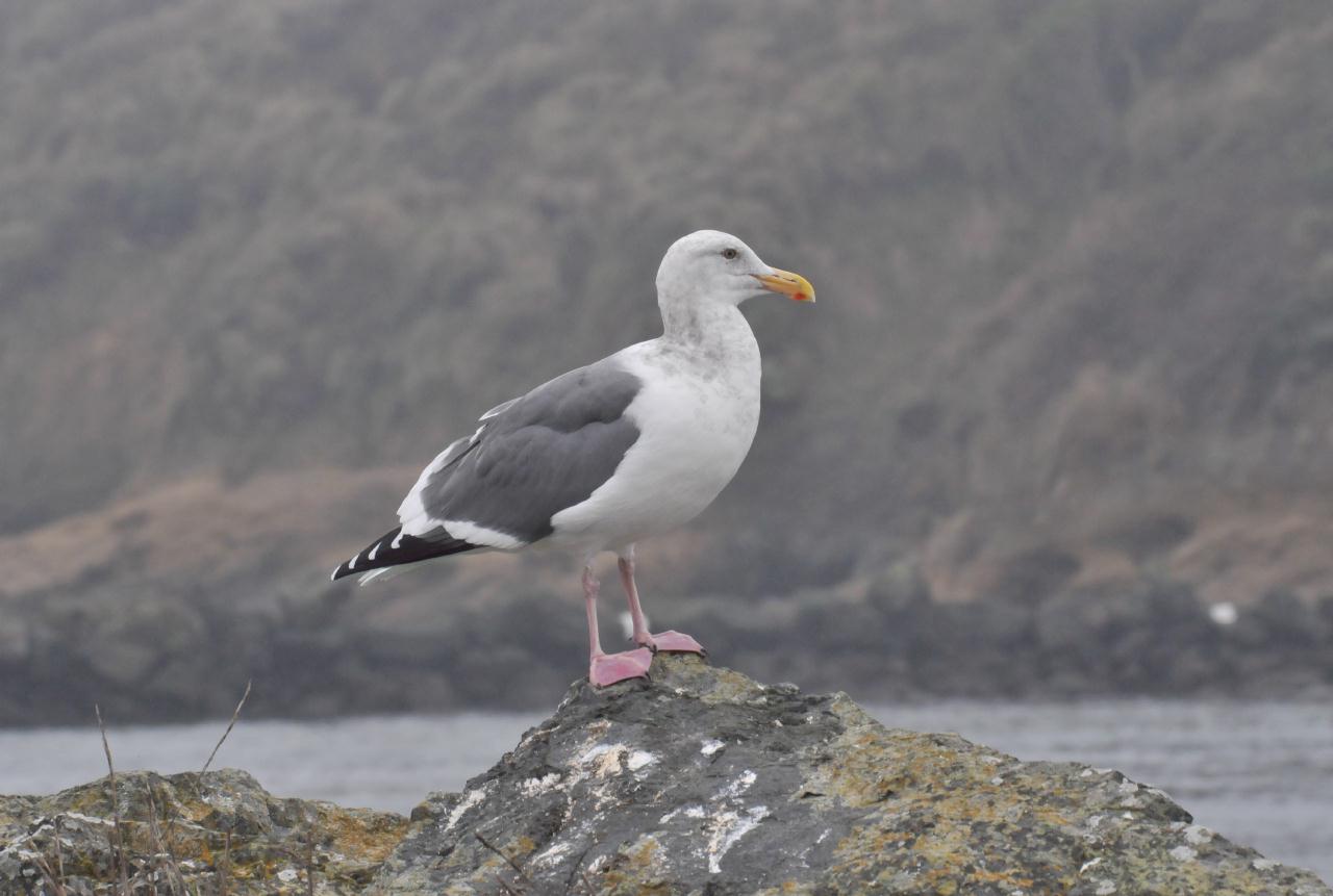 ./Gull20081108_115840_BodegaBay_3505TNT.jpg