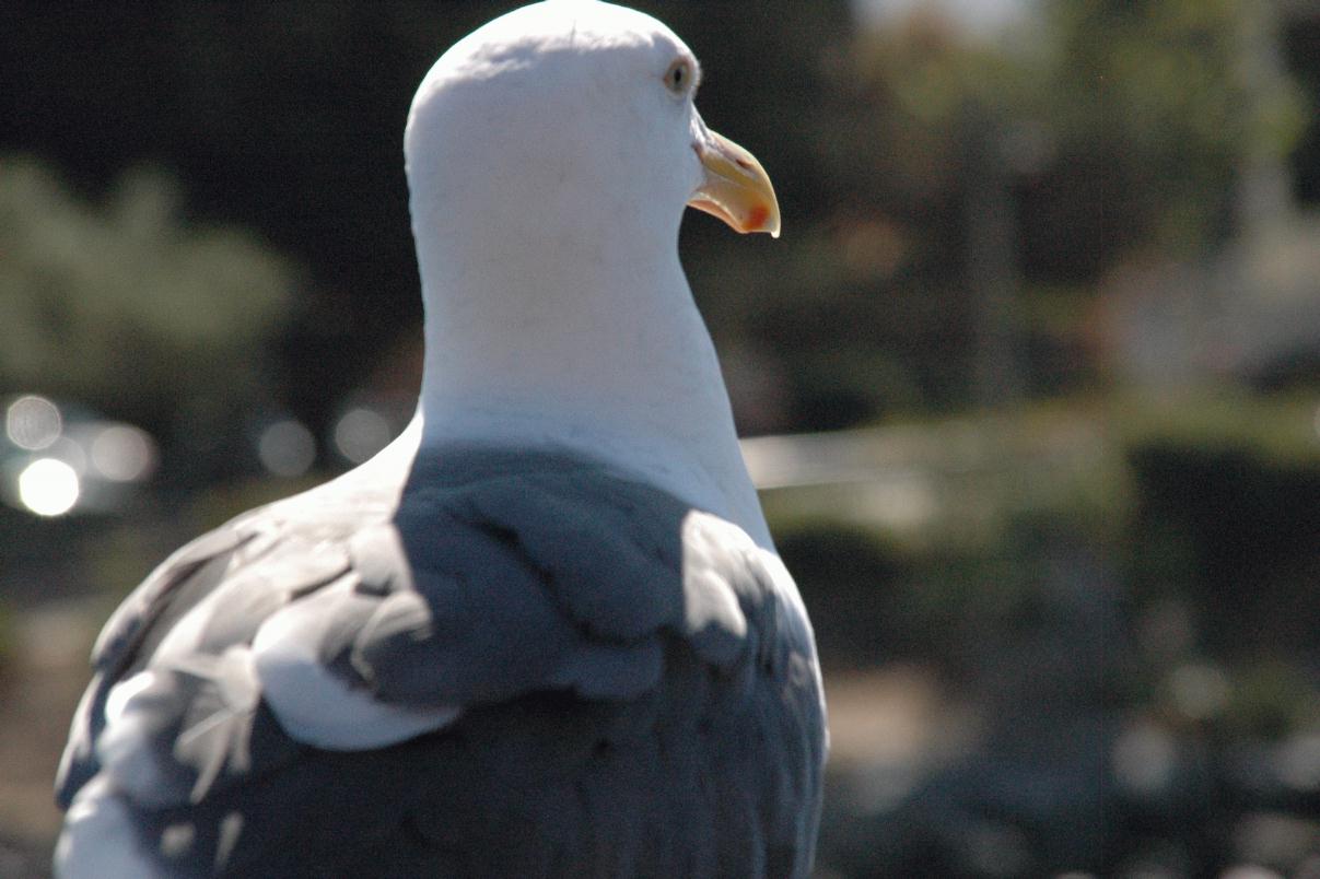 ./Gull20060000_06.jpg