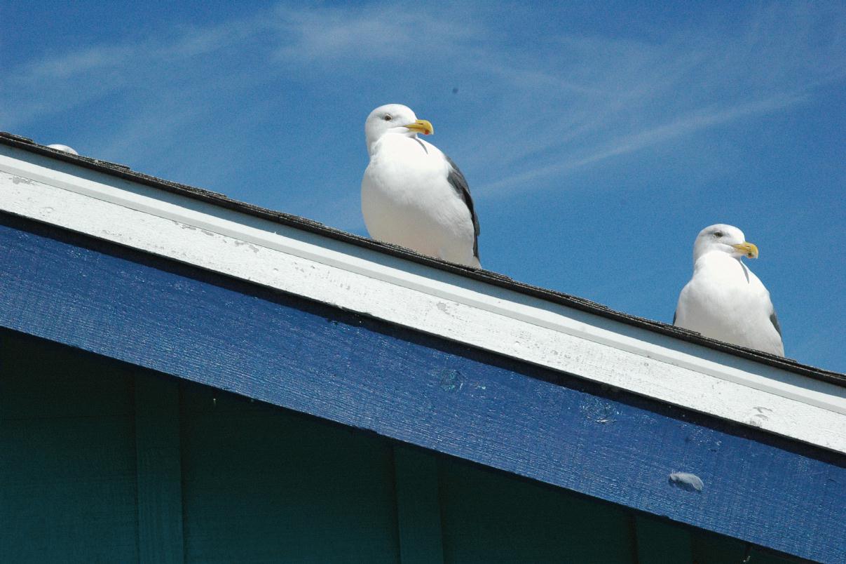 ./Gull20060000_11.jpg