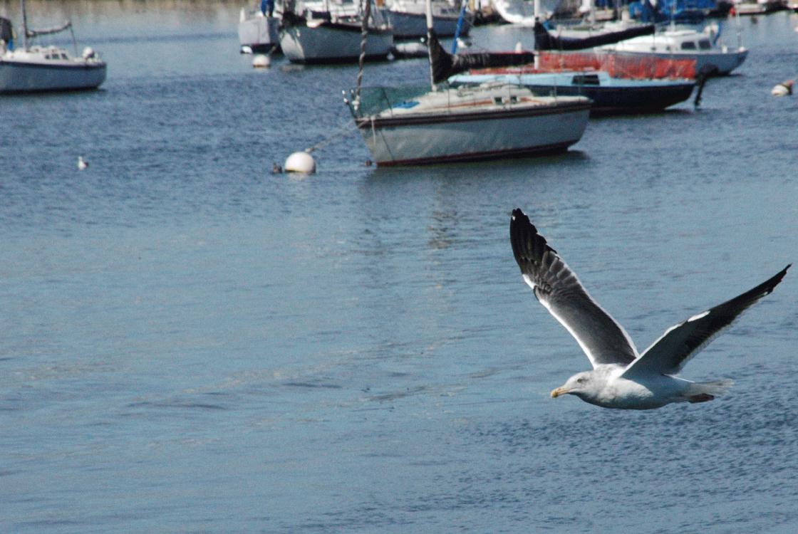 ./Gull20060000_12.jpg