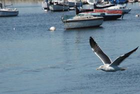 Gull20060000_12.jpg