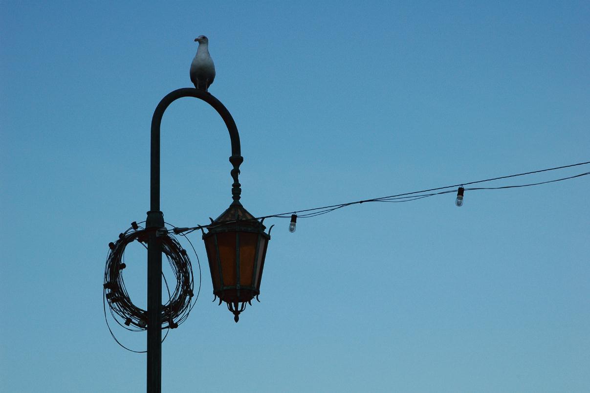 ./Gull20080216_155934_LakeMerrittOak_0271B.jpg