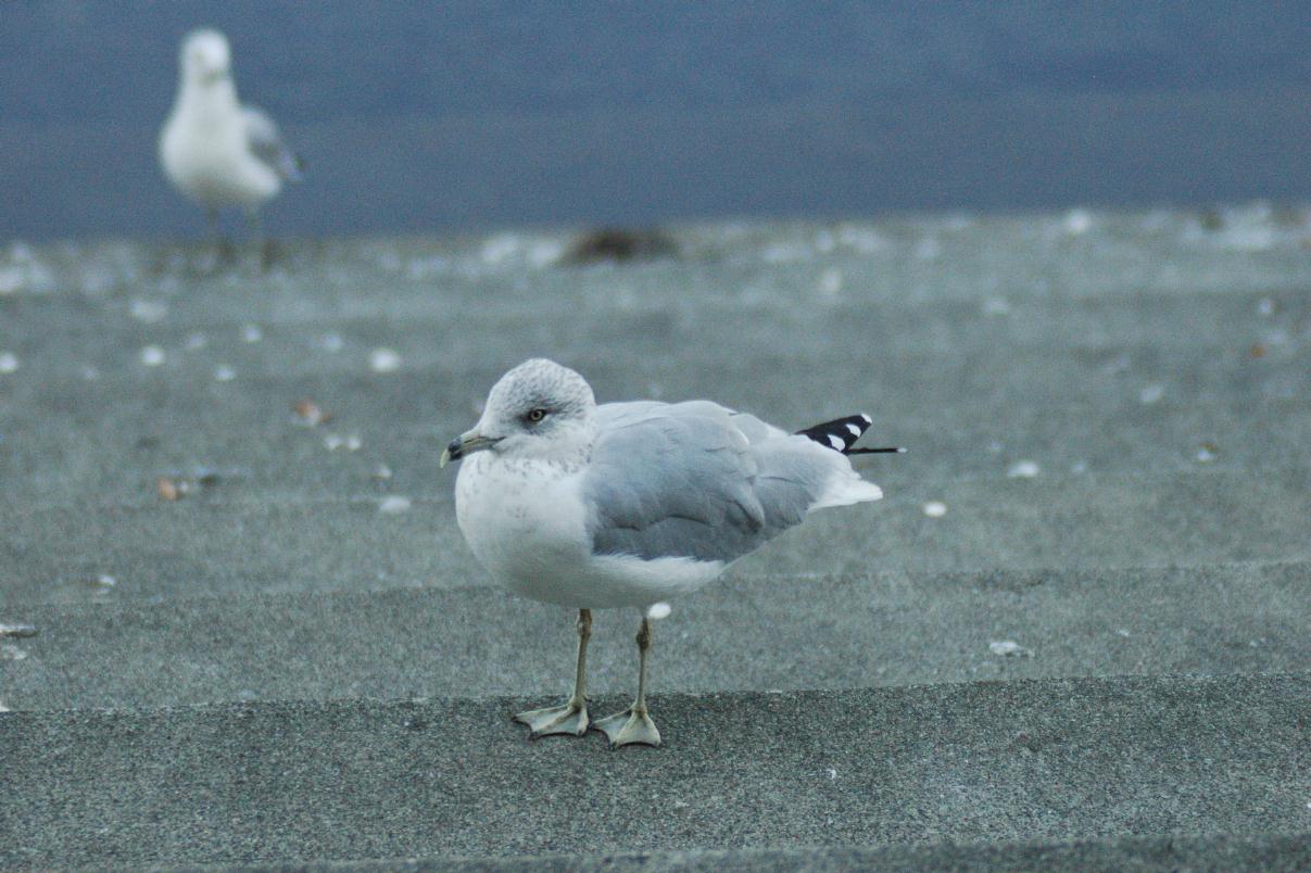 ./Gull20060000_01.jpg