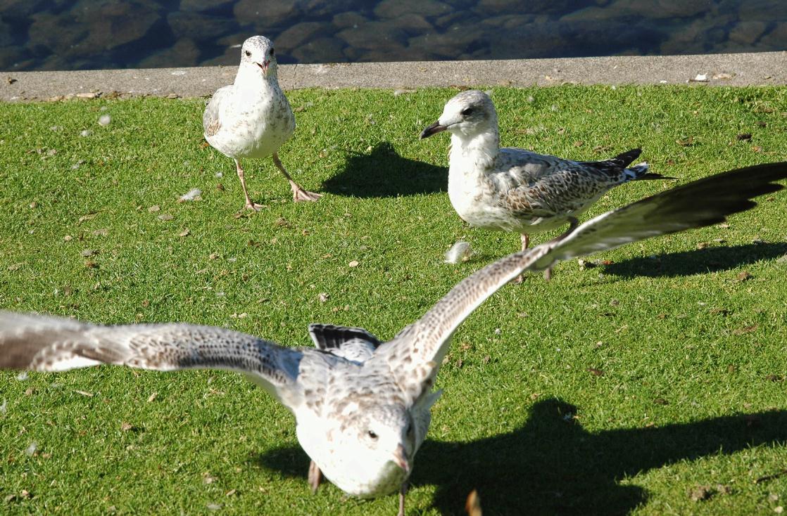 ./Gull20060000_03.jpg