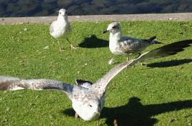 Gull20060000_03.jpg