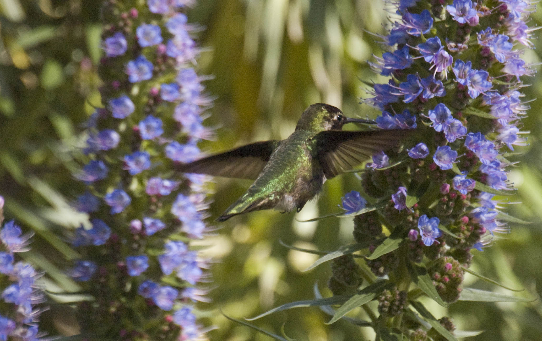 ./HummingBirdPaloAltoDuckPond2008_1568T.jpg