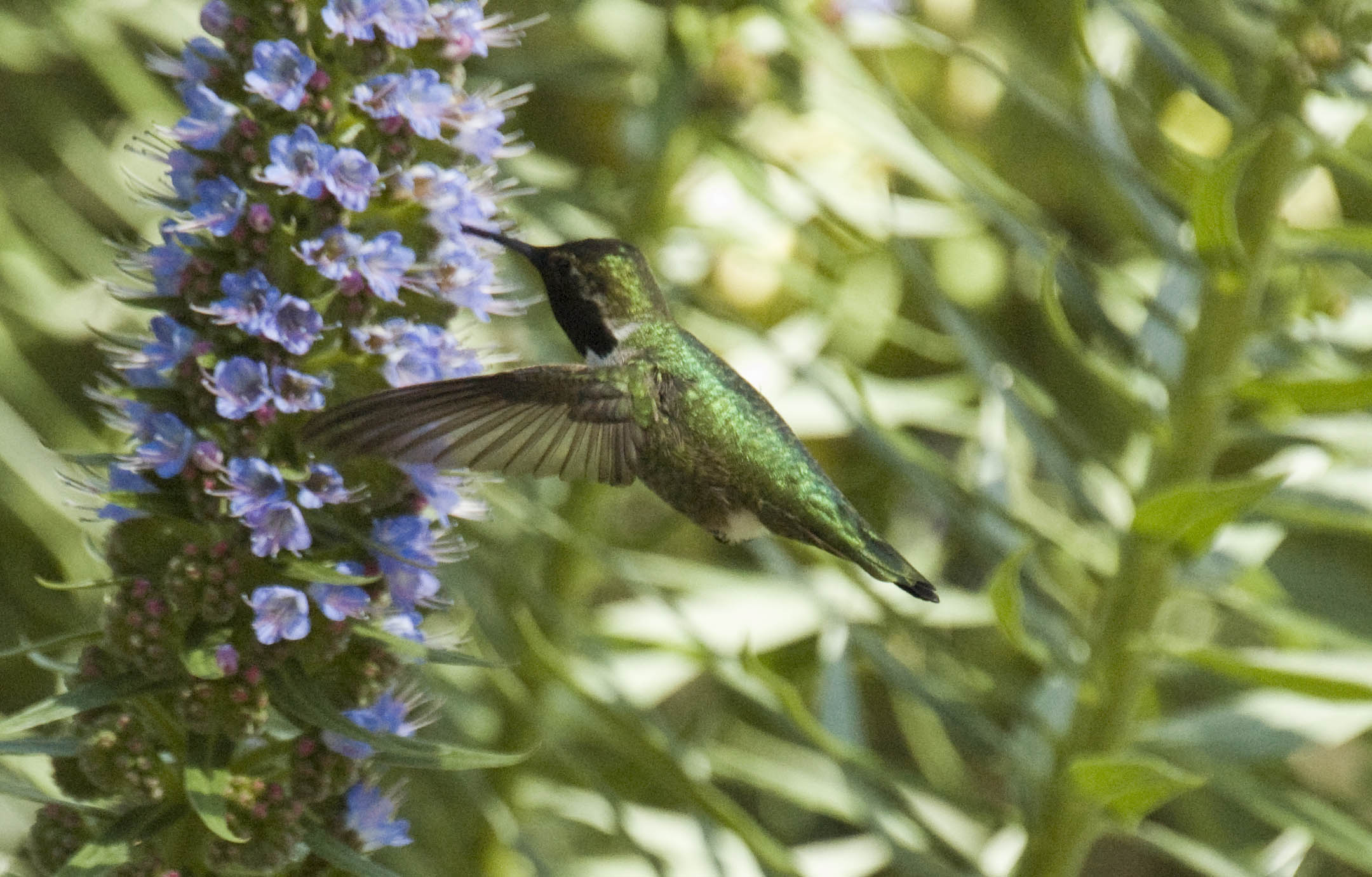 ./HummingBirdPaloAltoDuckPond2008_1570T.jpg