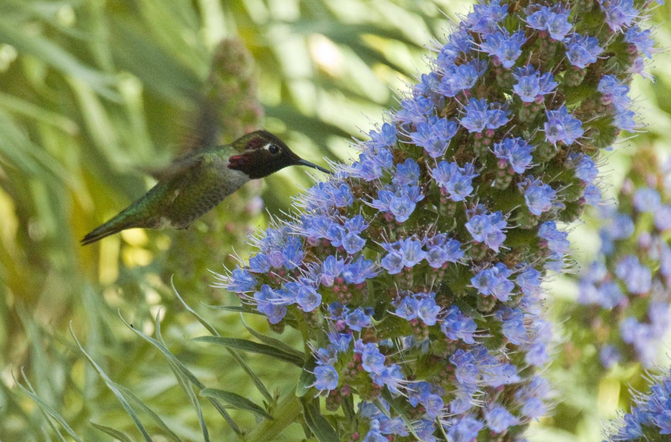 ./HummingBirdPaloAltoDuckPond2008_1585T.jpg