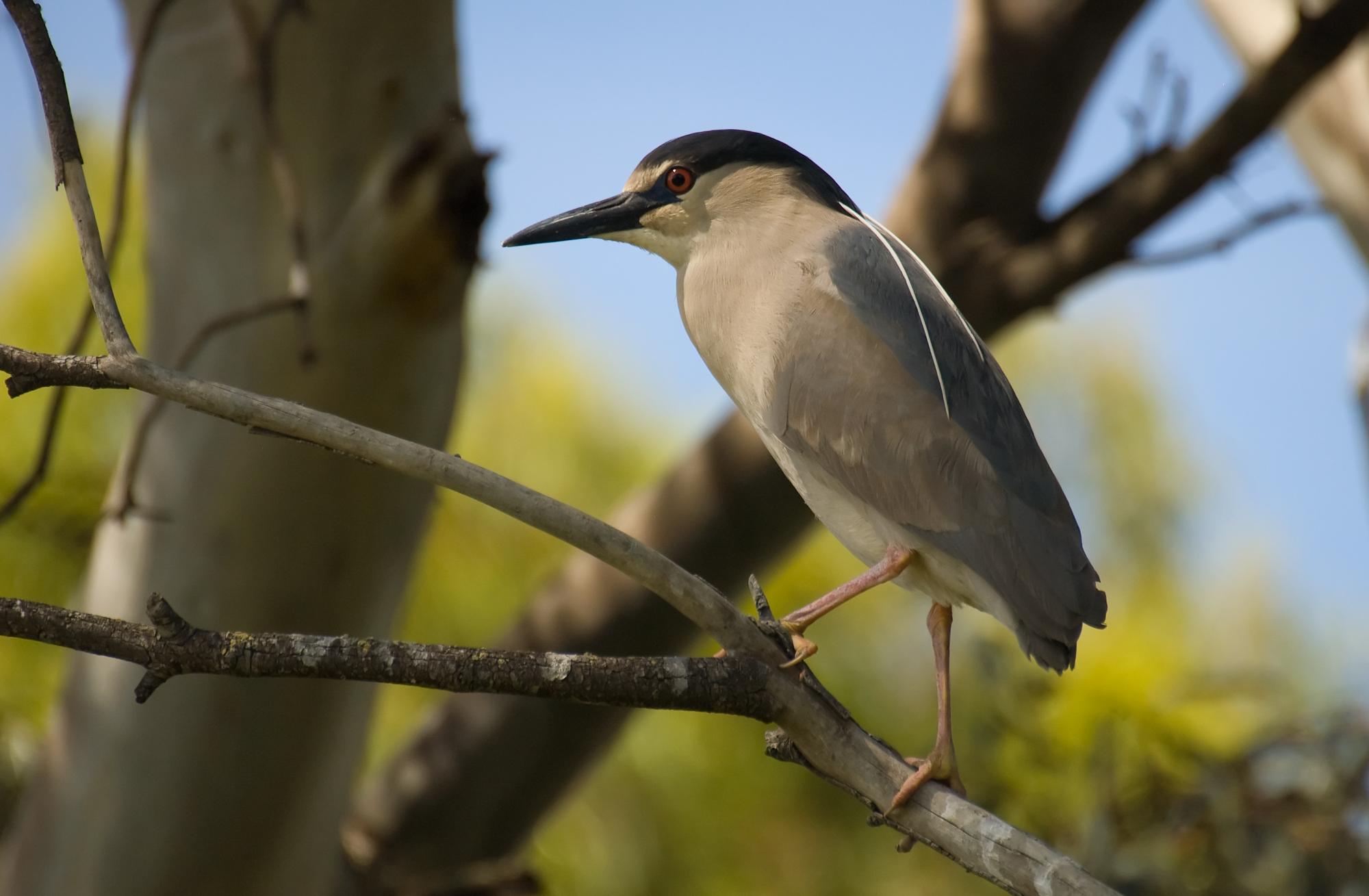 ./20100129_Black-Crowned_Night_Heron.jpg