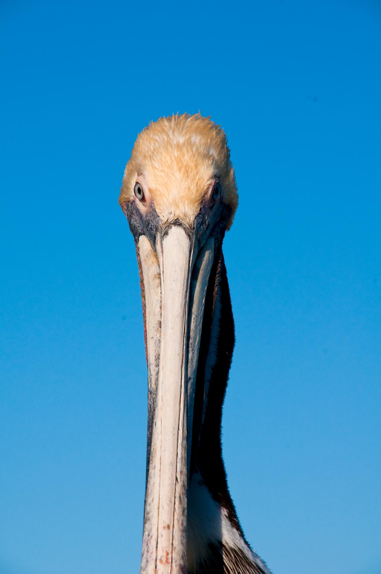 ./20100327_Brown_Pelican_Head_On.jpg